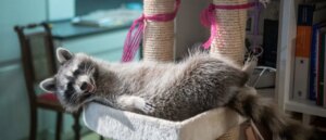 that-disgusting-pest-in-your-garbage-can-is-evolving-into-domesticated-pet,-scientists-confirm