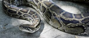 12-foot-burmese-python-captured-way-more-north-than-they-need-to-be