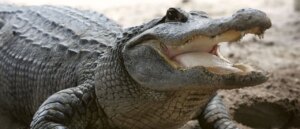 mother-finds-alligator-in-son