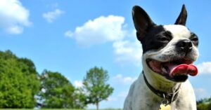 the-climate-impact-of-owning-a-dog