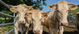 two-on-way-to-school-shoot-cow-in-head-for-no-reason,-farmers-allege.-police-make-arrests