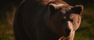 500-pound-bear-discovered-living-in-house