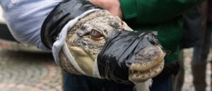 several-police-officers-find-themselves-in-wrestling-match-with-600-pound,-14-foot-alligator