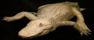 popular-albino-alligator-dead-at-30