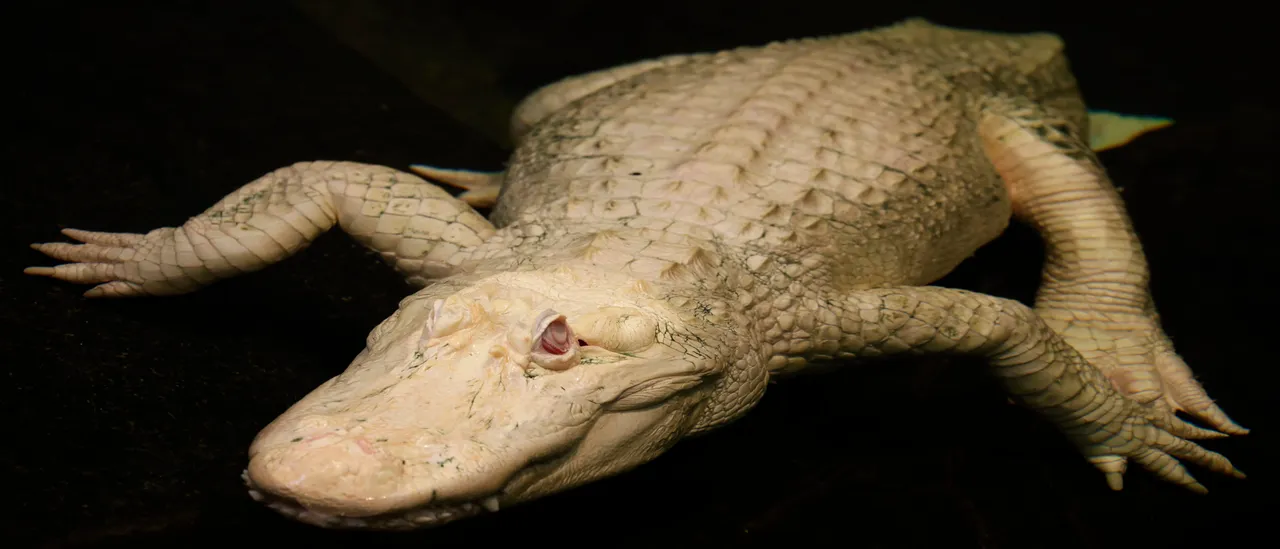 popular-albino-alligator-dead-at-30