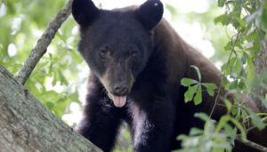 florida-kicks-off-first-black-bear-hunt-in-a-decade,-despite-pushback