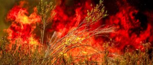 multiple-states-see-evacuations-due-to-wildfires-erupting-from-hurricane-force-winds