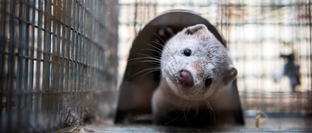 animal-not-seen-in-us-county-for-over-100-years-caught-on-video