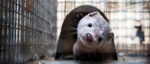 animal-not-seen-in-us-county-for-over-100-years-caught-on-video