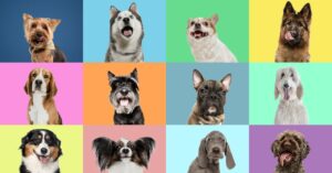 ‘wolf-dna’-lurks-in-many-modern-dog-breeds