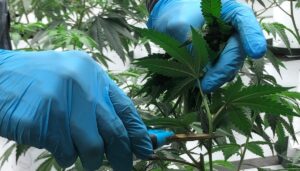 dot-realizes-road-safety-a-concern-with-marijuana-rescheduling