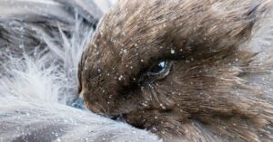 bird-flu-reaches-the-antarctic-for-the-first-time