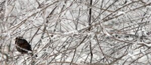 us-region-to-experience-snow,-ice-as-back-to-back-storms-forecast-to-move-through-area