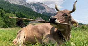 ‘veronika’-is-the-first-cow-known-to-use-a-tool