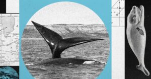 a-north-atlantic-right-whale-baby-boom-is-on—but-the-species-remains-at-risk