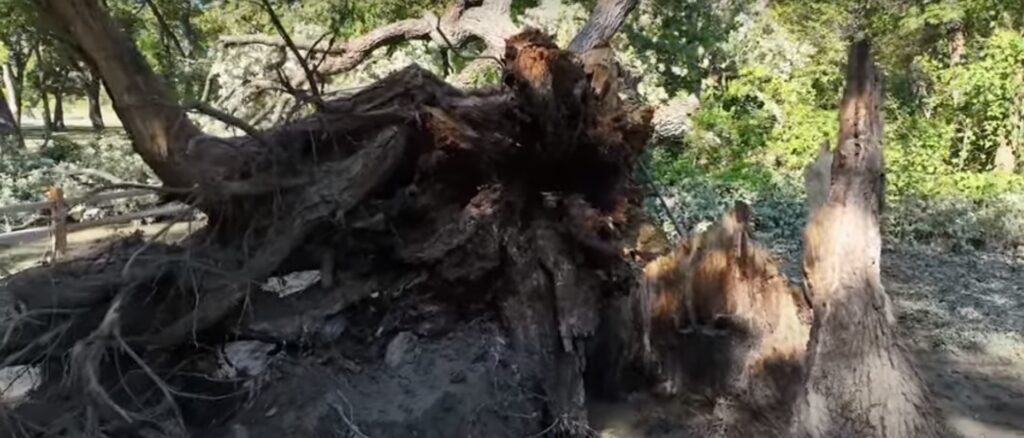 city-mourns-loss-of-locally-famous-400-year-old-tree