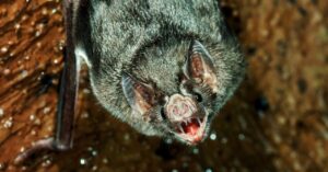 the-vampire-bat-is-moving-closer-to-the-us.-that’s-a-problem