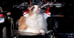 everyone-was-wrong-about-why-cats-purr
