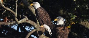 trump-admin-threatens-university-with-fine-for-bald-eagle-deaths-from-obama-policy