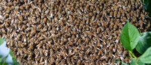 ‘pulled-out-900-stingers’:-escaped-bees-reportedly-kill-family’s-dogs-in-massive-swarm