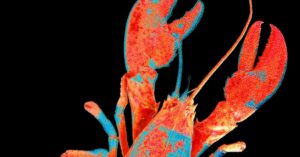 moltbook,-the-social-network-for-ai-agents,-exposed-real-humans’-data