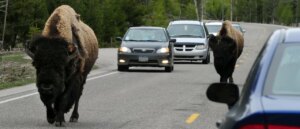 yellowstone-tourist-sees-life-flash-before-eyes-as-bison-nearly-sends-him-to-moon
