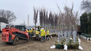 japan-gifts-250-cherry-blossom-trees-to-be-planted-on-tidal-basin