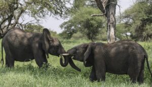 thailand-uses-a-birth-control-vaccine-to-curb-its-elephant-population-near-expanding-farms