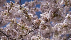 watch-live:-cherry-blossom-peak-bloom-is-march-29-–-april-1