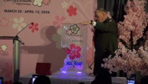 dc-cherry-blossom-peak-bloom-announced