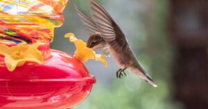don’t-risk-bird-watching-fomo—put-out-your-hummingbird-feeders-now