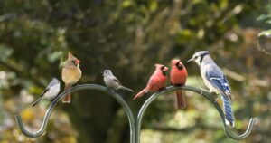dozens-of-bird-species-being-renamed-to-avoid-use-of-racist-names
