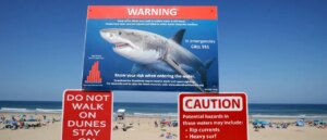 multiple-great-white-sharks-ping-off-us-coast-as-spring-break-begins