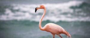 foreign-tourist-allegedly-steals-flamingo-from-casino,-says-he-took-it-back-to-hotel-room-to