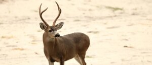 county-left-rattled-after-dozens-of-dead-deer-pop-up-along-train-tracks