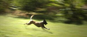 wannabe-coyote-hunter-allegedly-shoots-wife