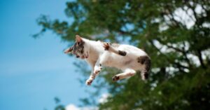 a-new-study-details-how-cats-almost-always-land-on-their-feet