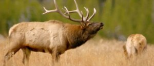 gargantuan-elk-charges-at-man,-woman-in-wild-video