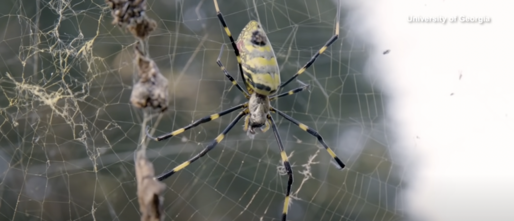 ‘spreading-like-wildfire’:-parachuting-spiders-‘here-to-stay’-in-east-coast-states,-study-says