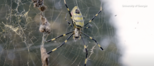 ‘spreading-like-wildfire’:-parachuting-spiders-‘here-to-stay’-in-east-coast-states,-study-says