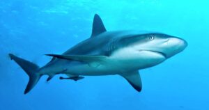 sharks-in-the-caribbean-show-traces-of-cocaine,-study-shows-|-the-gateway-pundit-|-by-paul-serran
