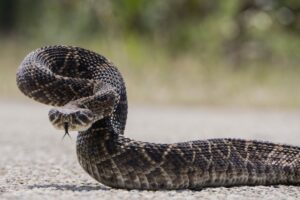 rattlesnake-danger-growing-in-southern-california-after-second-deadly-bite-in-weeks