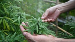 what-to-know-about-medicare’s-new-hemp-pilot-program-and-its-challenges