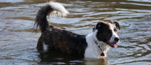 helicopter-pilot-comes-to-stranded-dog