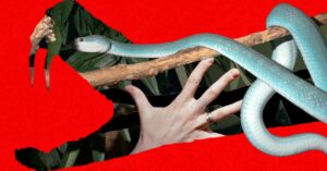 snake-bros-keep-getting-bitten-by-their-lethal-pets.-only-zoos-can-save-them