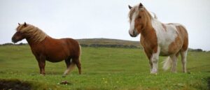 report:-police-charge-78-year-old-woman,-seize-her-46-horses