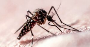 flight-path-data-shows-how-mosquitoes-target-humans