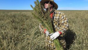 hemp-farmers-prepare-to-plant-despite-ban:-‘we-are-100%-taking-a-gamble’