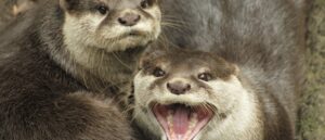 savage-otter-attack-leaves-man-with-40-bite-wounds