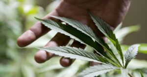 lawmakers-still-divided-over-marijuana-legalization